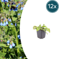 Symphytum grand. 'Wisley Blue' (grande consoude) – 12 plantes, Ø9 cm, 10–25 cm de haut