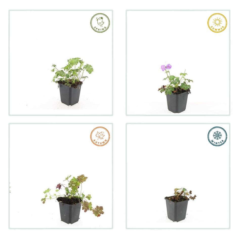 Geranium cantabrigiense 'Cambridge' (Storkenblume) – 6 Pflanzen, Ø9 cm, 10–25 cm hoch – Bild 5