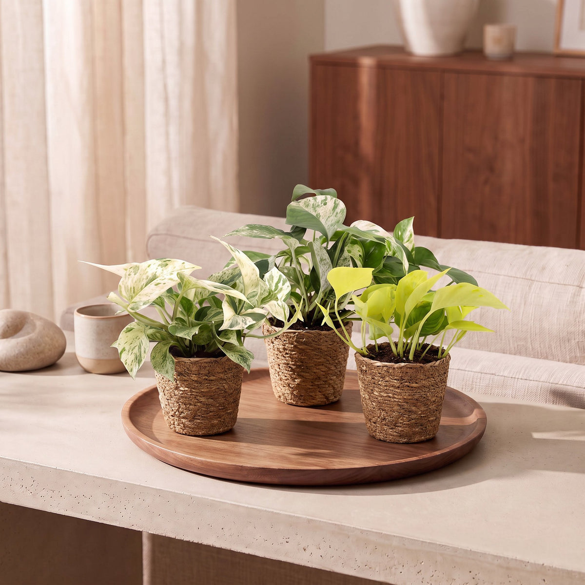 3× Epipremnum Tricolour (scindapsus) avec panier – Ø6 cm, 20–25 cm de haut