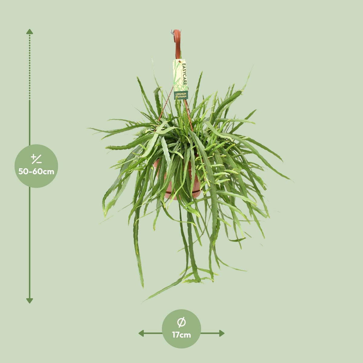 Lepismium Bolivianum (Cactaceae) – Ø17 cm, 55 cm høj