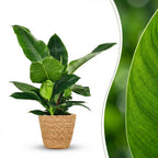 Philodendron Imperial Green met mand – Ø19 cm, 65 cm hoog