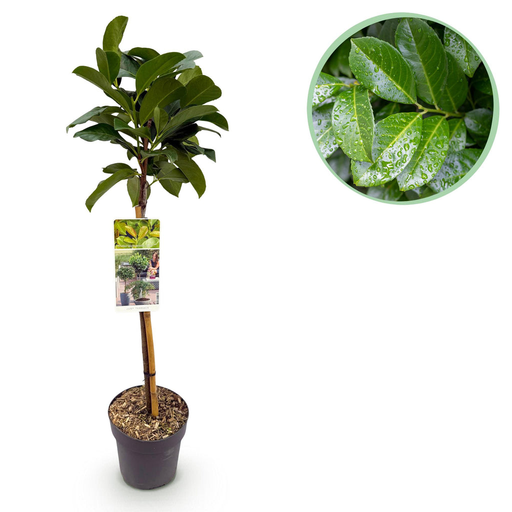 Prunus lauroverasus 'Etna' (laurbærkirsebær) på stamme – Ø19 cm, 90 cm høj