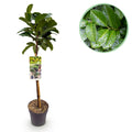 Prunus lauroverasus 'Etna' (laurbærkirsebær) på stamme – Ø19 cm, 90 cm høj