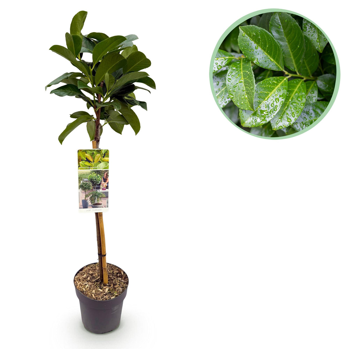 Prunus lauroverasus 'Etna' (laurbærkirsebær) på stamme – Ø19 cm, 90 cm høj