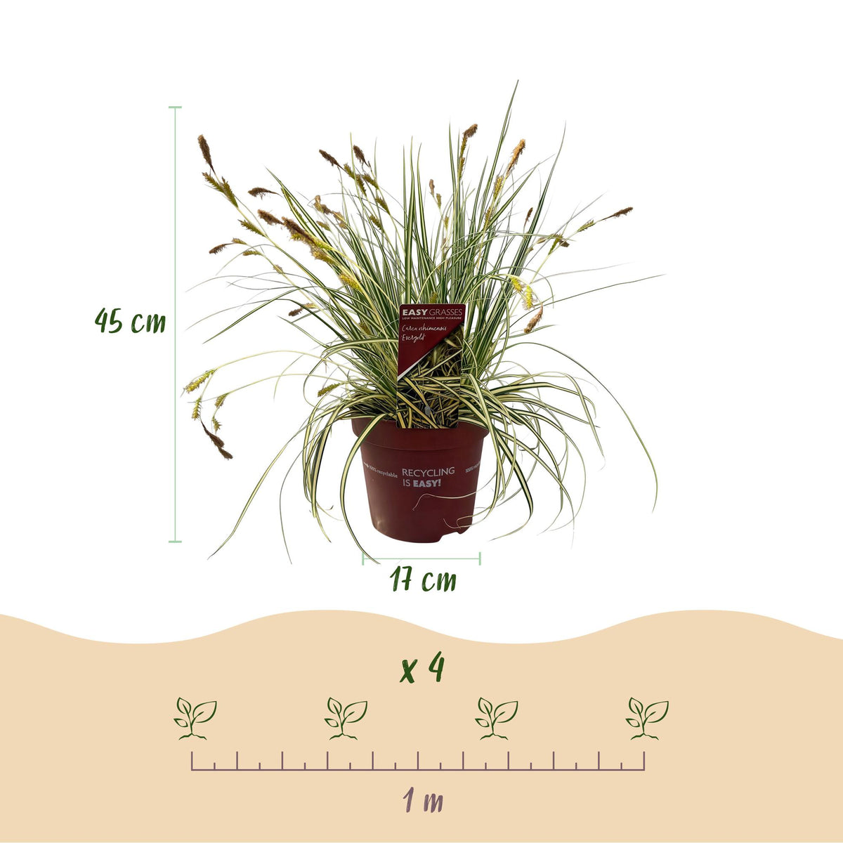 Carex oshimensis 'Evergold' (zegge) – 2 planten, Ø17 cm, 50 cm hoog