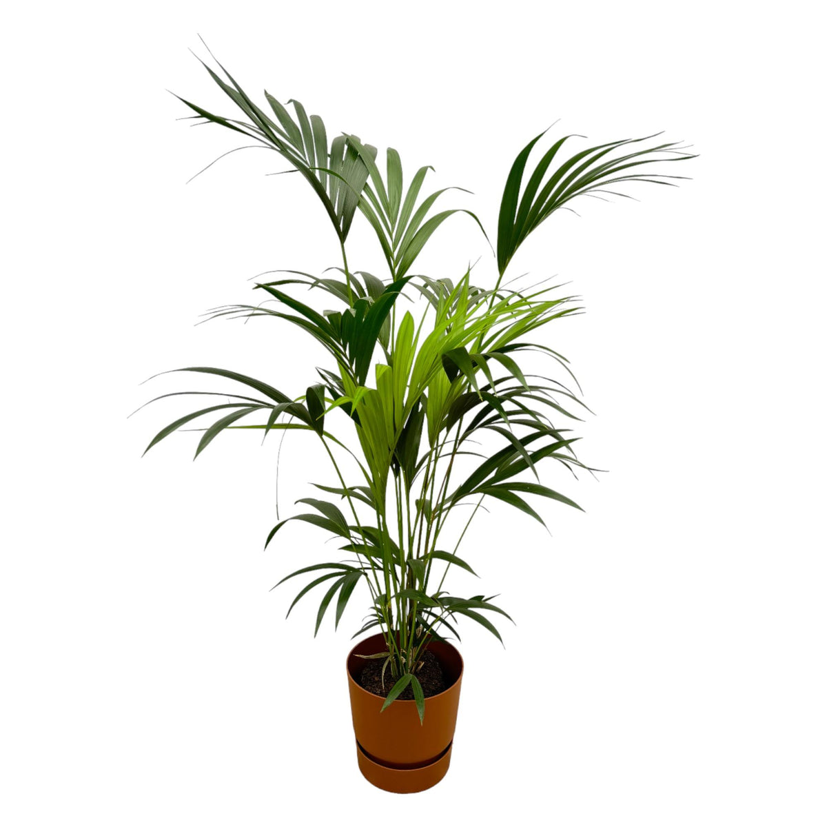Kentia palm (Howea) in Greenville Round-sierpot bruin – Ø24 cm, 160 cm hoog