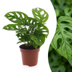 Monstera adansonii (Mini-Monstera) – Ø 12 cm, 25 cm hoch
