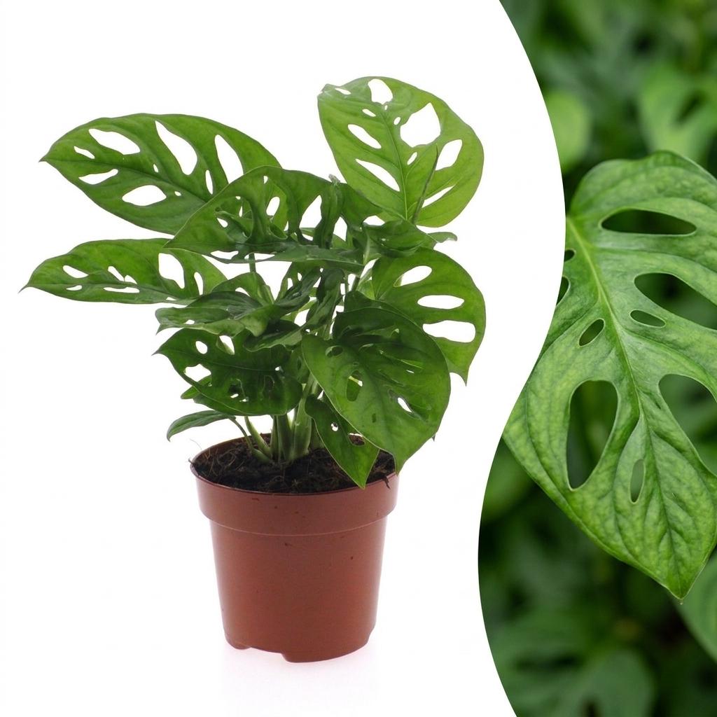 Monstera adansonii (Mini-Monstera) – Ø 12 cm, 25 cm hoch