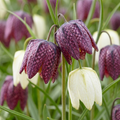 Klokkeblomstblanding (Fritillaria meleagris) – 240 blomsterløg (løgstørrelse 6/7)