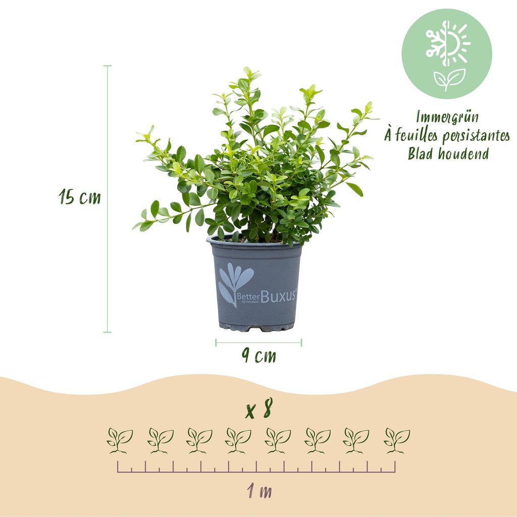 Buxus – 8 Pflanzen, Ø 9 cm, 20–25 cm hoch – Bild 3