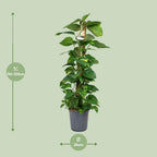 Scindapsus Epipremnum – Ø24 cm, 120 cm høj