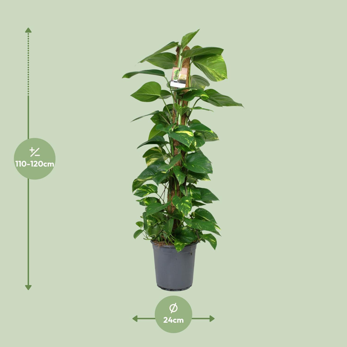 Scindapsus Epipremnum – Ø24 cm, 120 cm høj