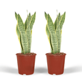 2× Sansevieria Laurentii (vrouwentong) – Ø14 cm, 40 cm hoog