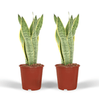 2× Sansevieria Laurentii (vrouwentong) – Ø14 cm, 40 cm hoog