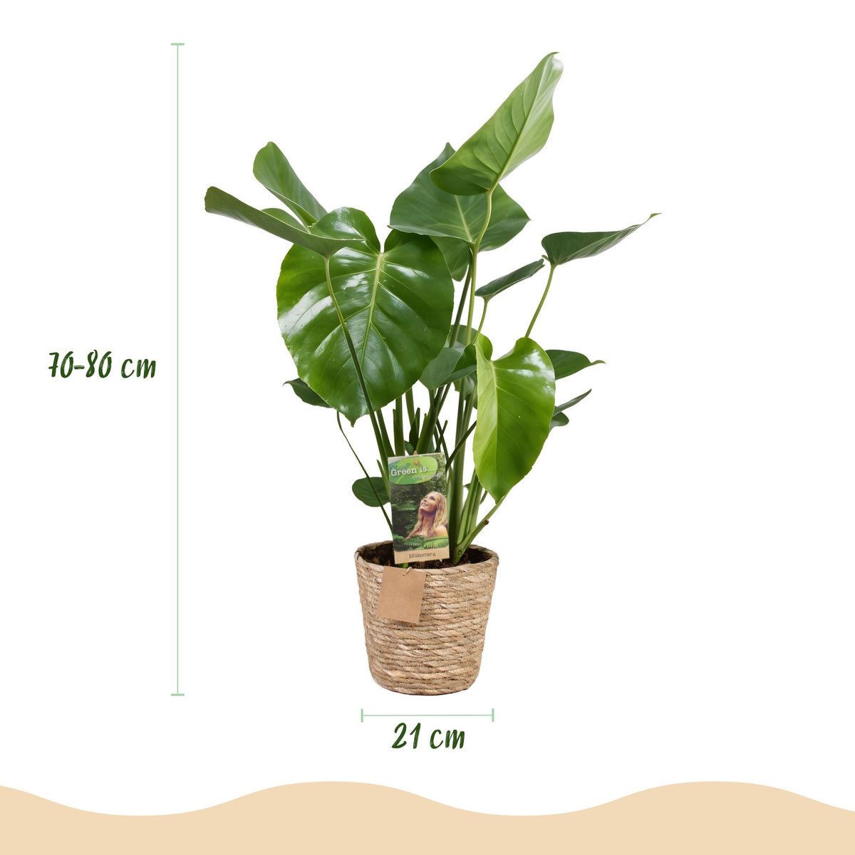 Monstera deliciosa (gatenplant) met mand – Ø21 cm, 70–80 cm hoog