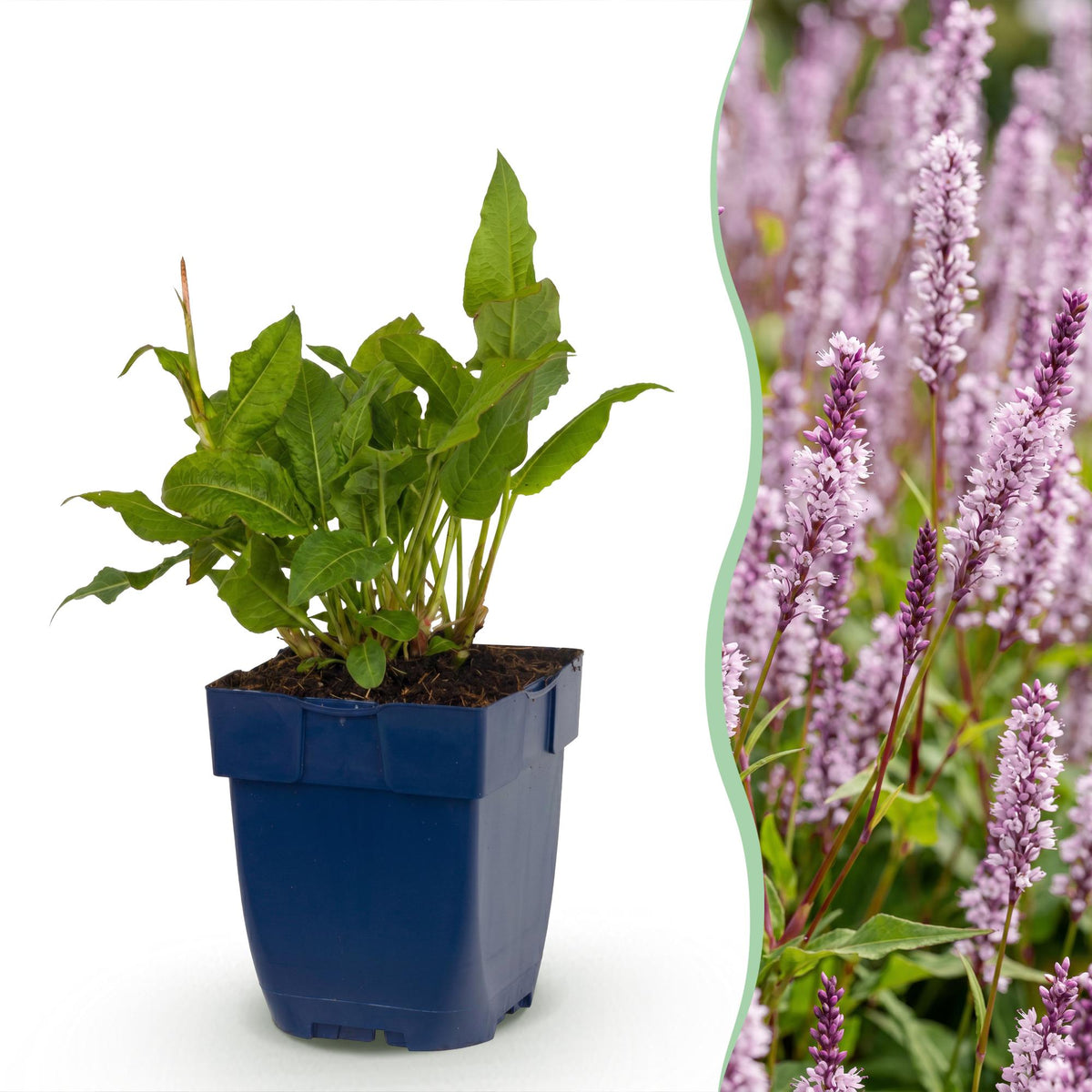 Persicaria amplexicaulis 'Rosea' (impatiens) – rose – 12 plants, Ø11 cm, 15–25 cm de haut
