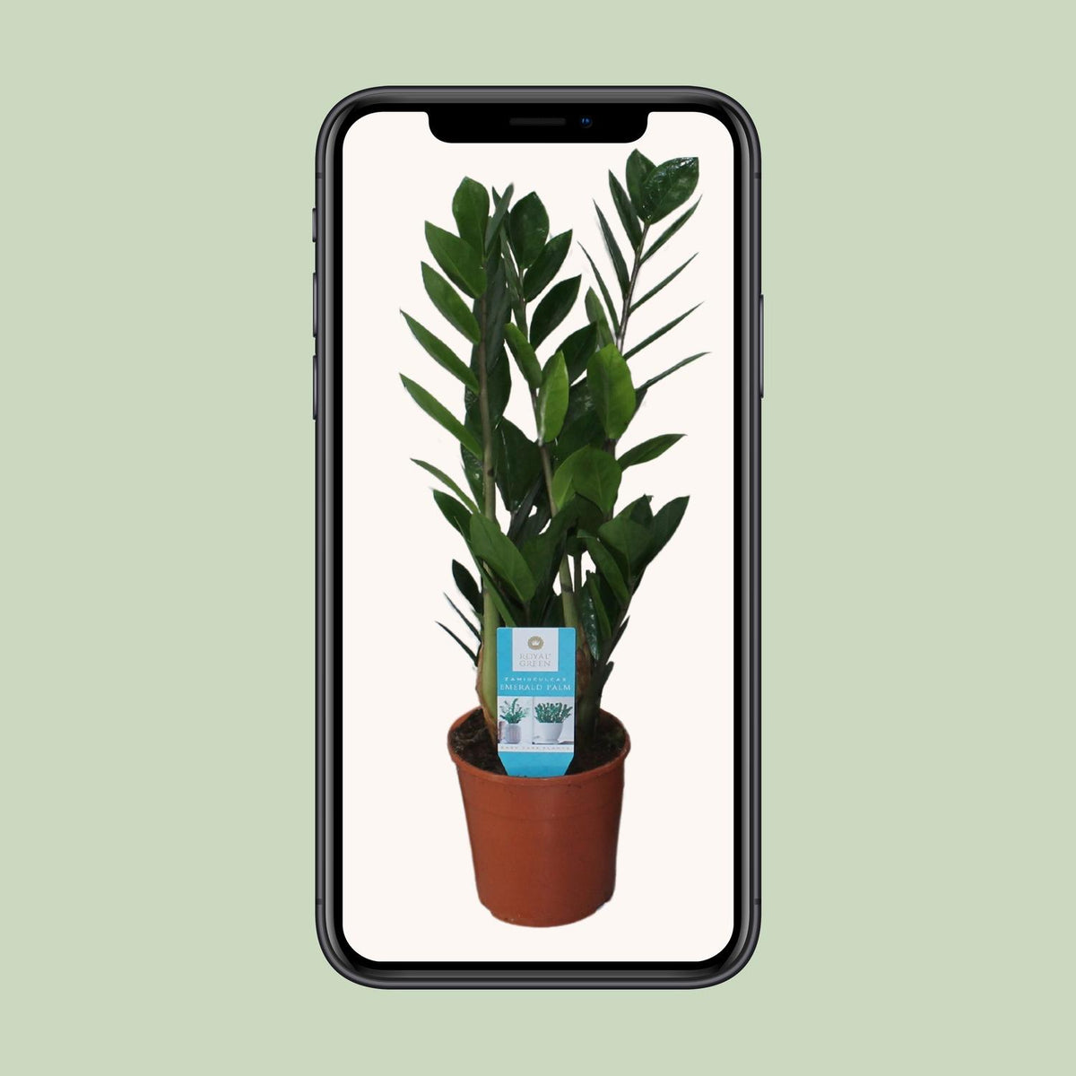 Zamioculcas zamiifolia (zz-plant) – Ø14 cm, 55 cm hoog