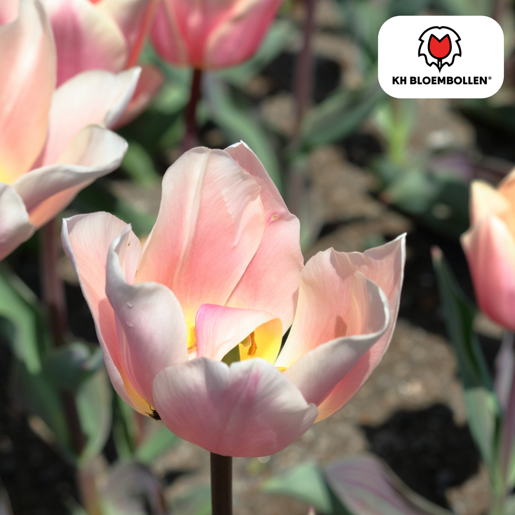 Tulpe 'Apricot Delight' – 20 Blumenzwiebeln (Zwiebelgröße 11/12)