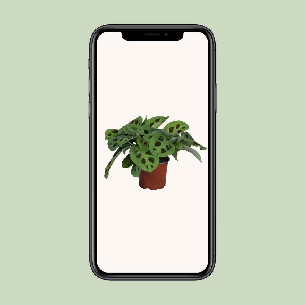 Maranta leuconeura Kerchoveana (plante prieuse) – Ø12 cm, 30 cm de haut – photo 4
