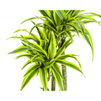 Dracaena Deremensis Lemon Lime (drakenboom) – Ø27 cm, 170–190 cm hoog