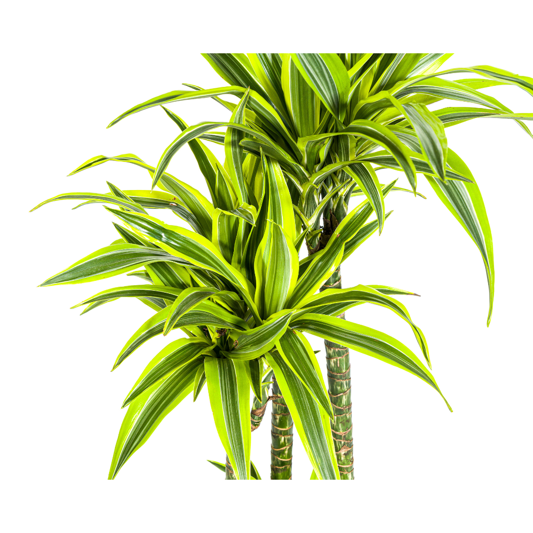 Dracaena Deremensis Lemon Lime (drakenboom) – Ø27 cm, 170–190 cm hoog