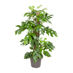 Monstera Minima (Mini-Monstera) – Ø 19 cm, 80 cm hoch
