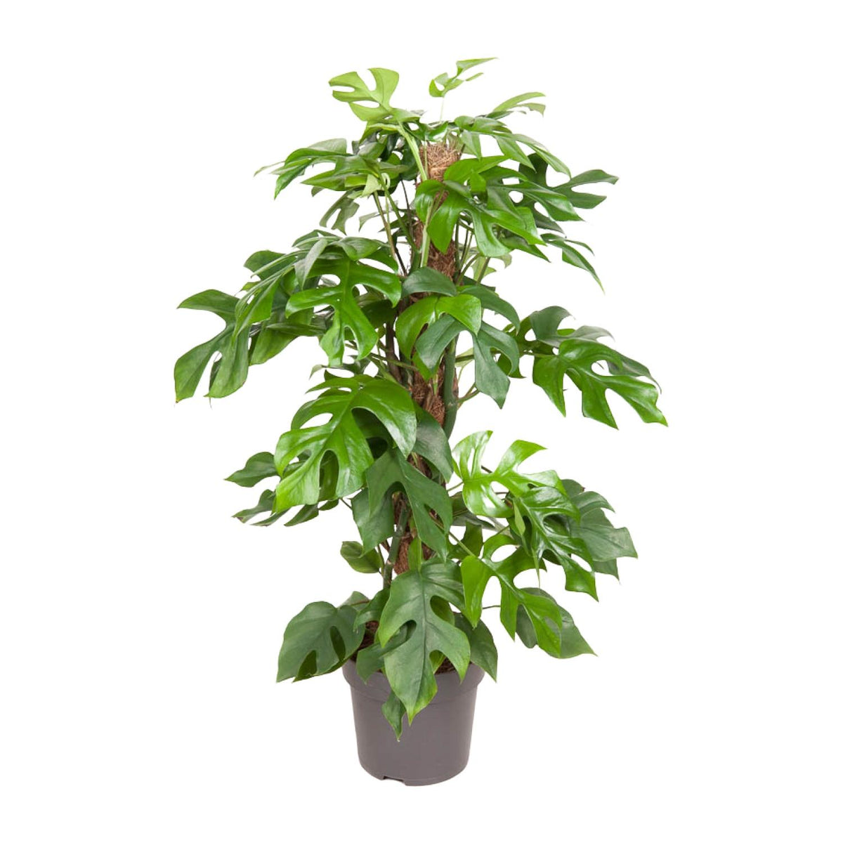 Monstera Minima (Mini-Monstera) – Ø 19 cm, 80 cm hoch