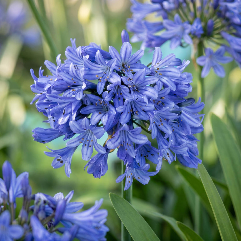 Agapanthus africanus (African lily) – blue – 24 plants, Ø11 cm, 15–25 cm high – photo 5