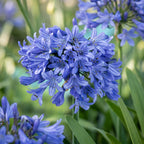 Agapanthus africanus (African lily) – blue – 24 plants, Ø11 cm, 15–25 cm high