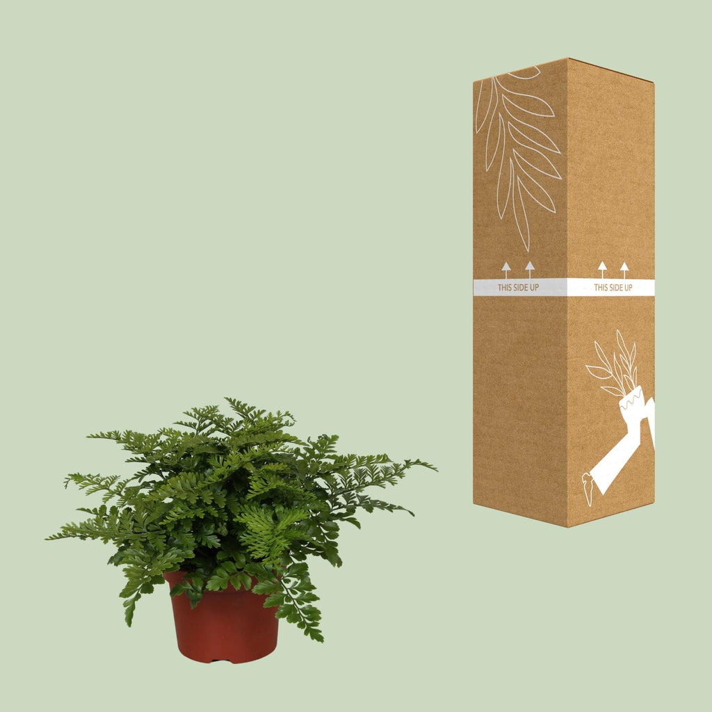 Asplenium Parvati (Vogelnestfarn) – Ø12 cm, 25 cm hoch