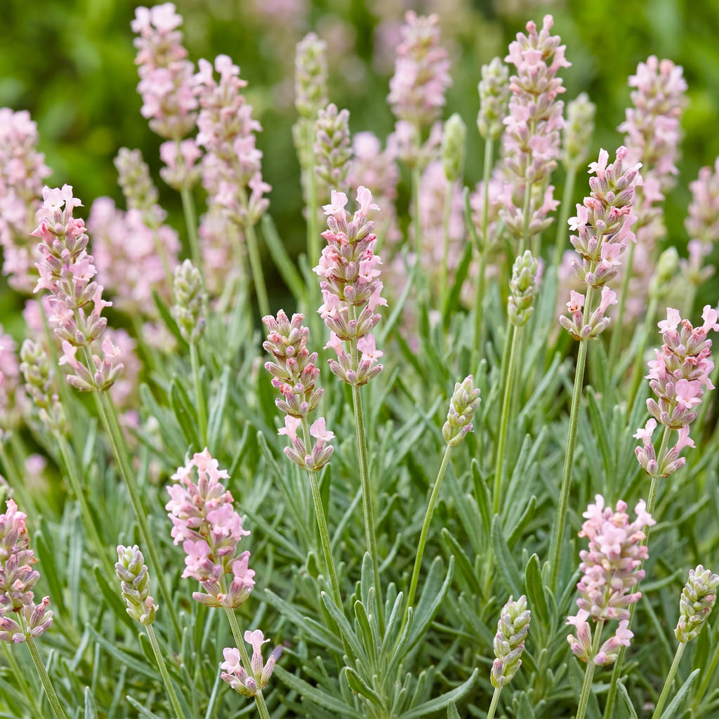 Lavandula angustifolia 'Rosea' (lavande) – rose – 24 plants, Ø11 cm, 15–25 cm de haut – photo 5