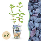 Lonicera caerulea 'Kamtschatica' (honingbes) – 3 planten, Ø9 cm, 35 cm hoog
