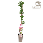 Lonicera periclymenum 'Belgica' (honeysuckle) – Ø15 cm, 65 cm high