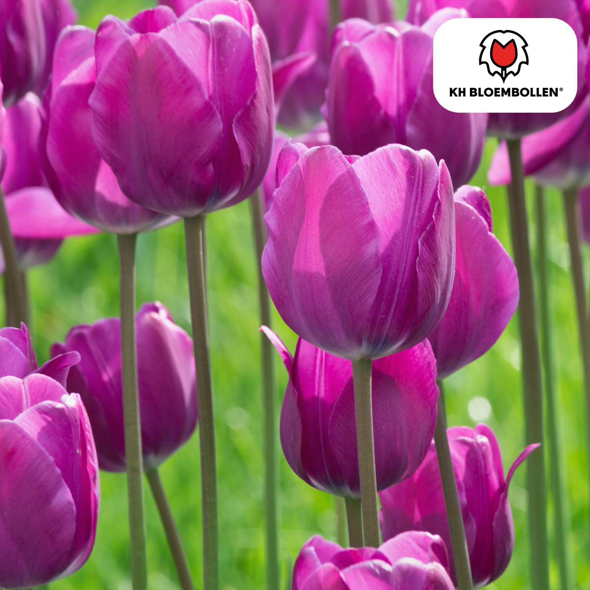 Tulp 'Purple Prince' – 20 bloembollen (bolmaat 11/12)