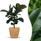 Ficus elastica Cloe (plante caoutchouc) avec panier – Ø19 cm, 65 cm de haut