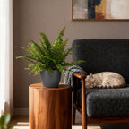 Nephrolepis exaltata Green Lady (sword fern) in grey Potter decorative pot – Ø12 cm, 25 cm high