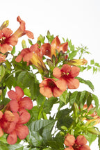 Campsis 'Summer Jazz Fire Trumpet' (trumpet creeper) – 2 plants, Ø15 cm, 65 cm high