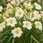 Hemerocallis 'Arctic Snow' (Taglilie) – Creme – 24 Pflanzen, Ø 11 cm, 15–25 cm hoch