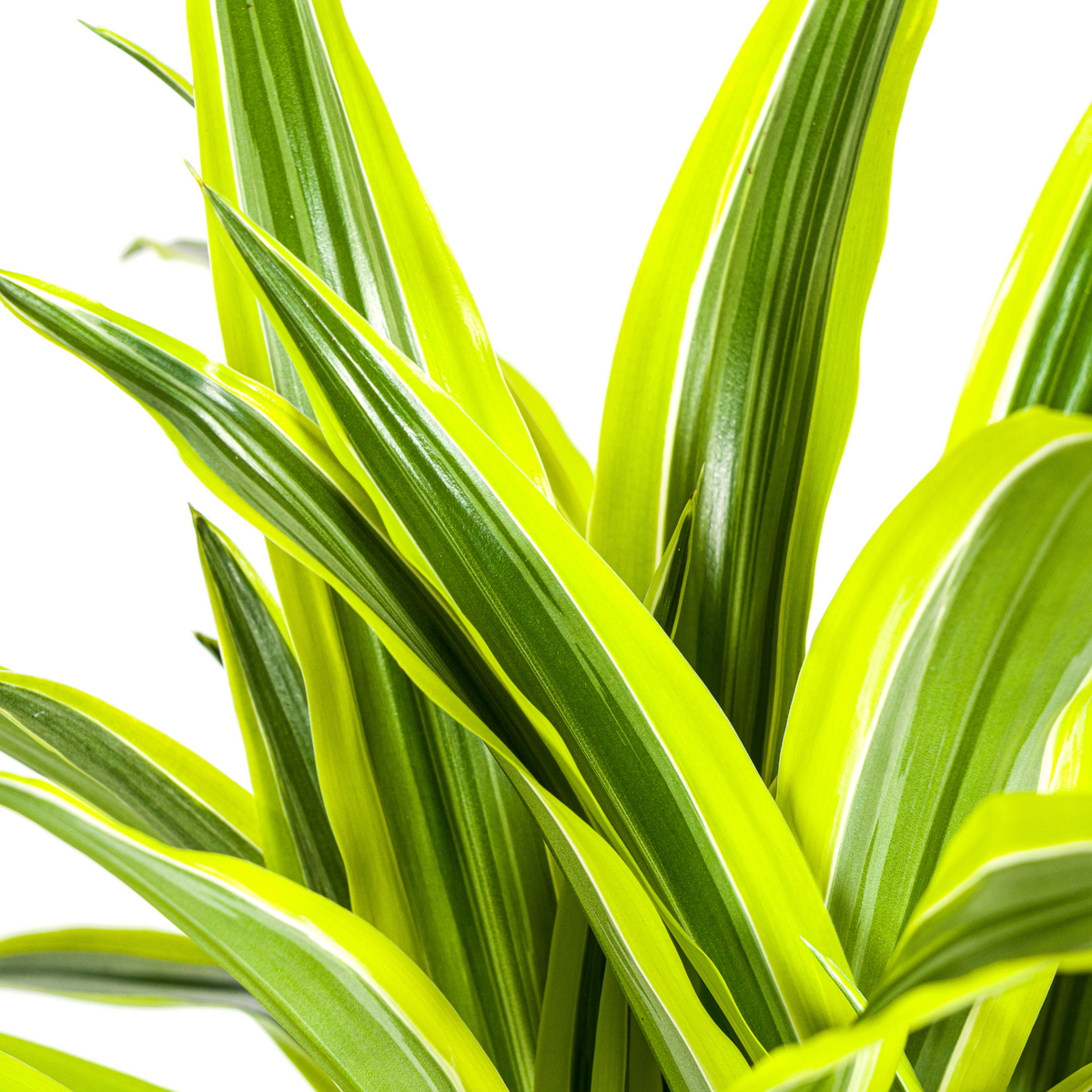Dracaena Deremensis Lemon Lime (drakenboom) – Ø21 cm, 90–110 cm hoog