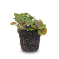 Fittonia Bubble Red (mosaikplante) – Ø8 cm