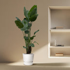 Strelitzia nicolai XXL (witte paradijsvogelbloem) – Ø34 cm, 250 cm hoog
