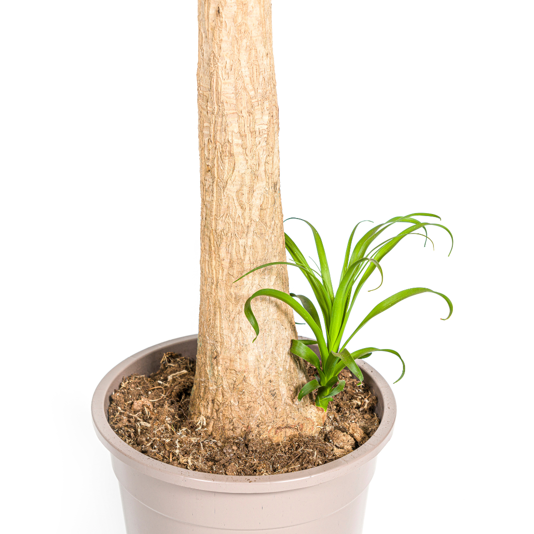 Beaucarnea recurvata Stam (olifantspoot) – Ø27 cm, 110–130 cm hoog