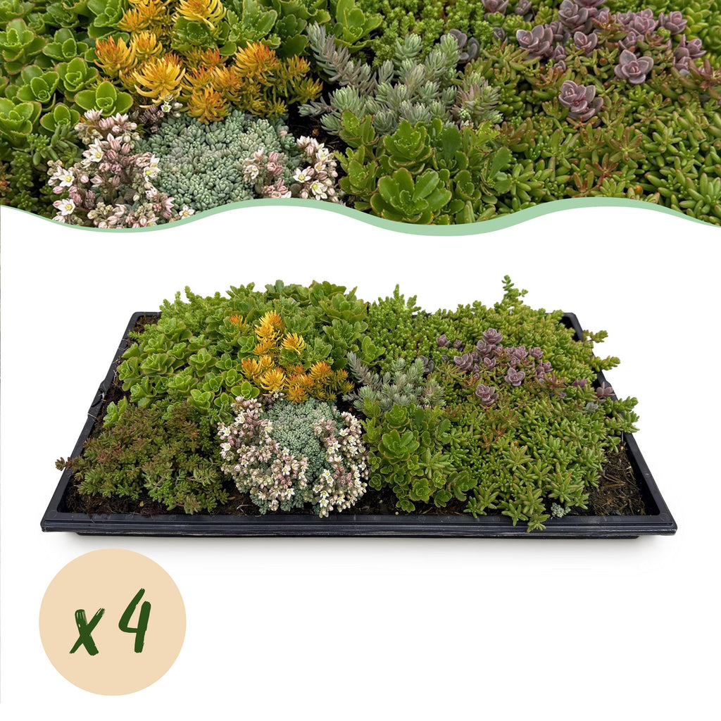 Sedum-måtte (stenurt) – 20 cm høj