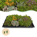 Sedum-måtte (stenurt) – 20 cm høj