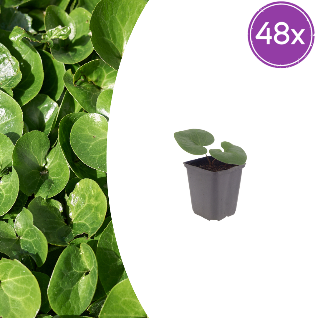 Asarum europaeum (Europäisches Storchschnabel) – 48 Pflanzen, Ø 9 cm, 10–25 cm hoch