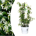 Trachelospermum jasminoides 'Star Of Venice' (Toskanischer Jasmin) – Ø23 cm