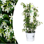 Trachelospermum jasminoides 'Star Of Venice' (Toskanischer Jasmin) – Ø23 cm