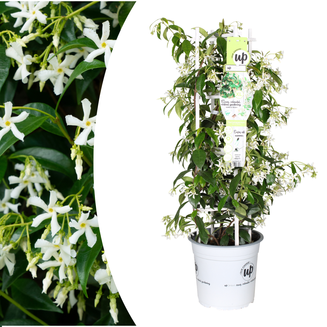 Trachelospermum jasminoides 'Star Of Venice' (Toskanischer Jasmin) – Ø23 cm