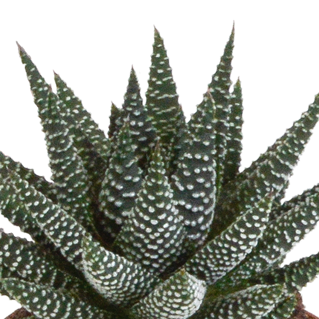Mélange Gasteria/Haworthia sans pot décoratif – Ø9 cm, 18 cm de haut