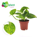 Epipremnum aureum (Scindapsus) – Ø 12 cm, 25 cm hoch